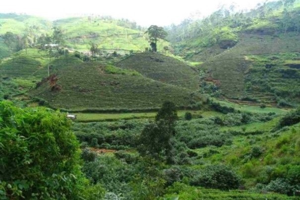Krajobraz z plantacjami herbaty na Sri Lance