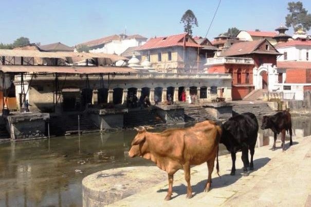 Święte krowy nad rzeką Bagmati przy Paśupatinath