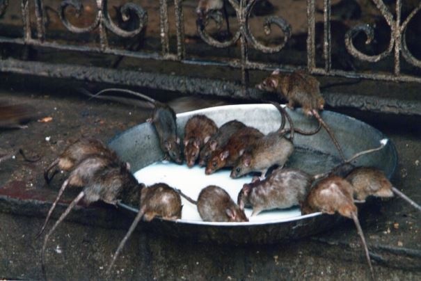 W świątyni szczurów w Deshnok niedaleko Bikaneru.