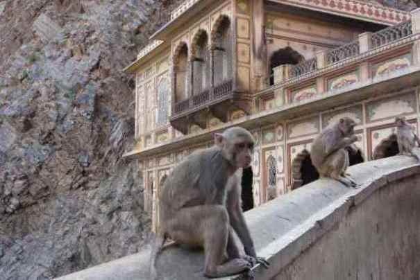 Makak w świątyni małp w Galta.
