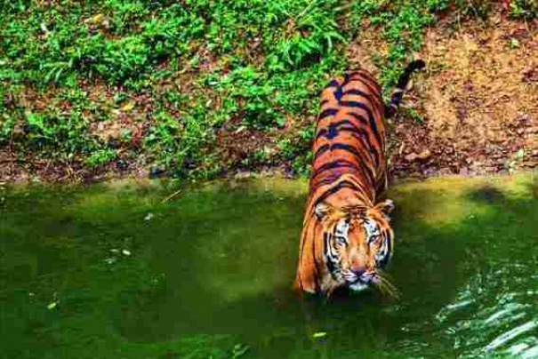 Tygrys w Parku Narodowym Ranthambhore.