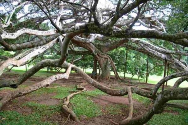 Ogromny fikus w Ogrodzie Botanicznym Peradeniya za Kandy.