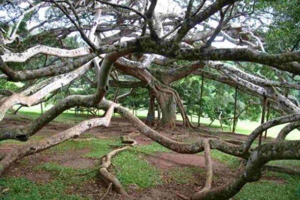 Ogromny fikus w Ogrodzie Botanicznym Peradeniya za Kandy. Ogromny fikus w Ogrodzie Botanicznym Peradeniya za Kandy.