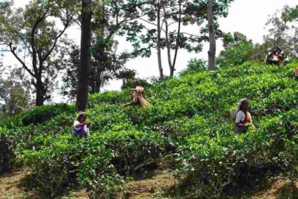Plantacja herbaty niedaleko Nuwara Eliya na Sri Lance Plantacja herbaty niedaleko Nuwara Eliya na Sri Lance