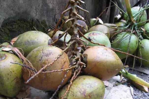 Kokosy z Kerali.