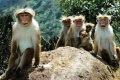 Małpy na równinie Horton Plains