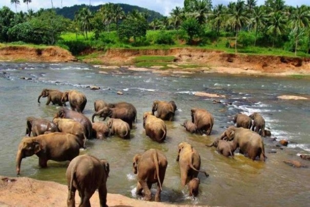 Słonie w Pinnawela