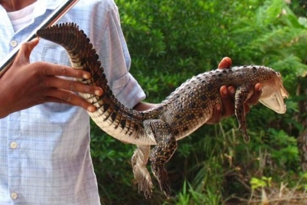 Rzeki Sri Lanki zamieszkują liczne krokodyle