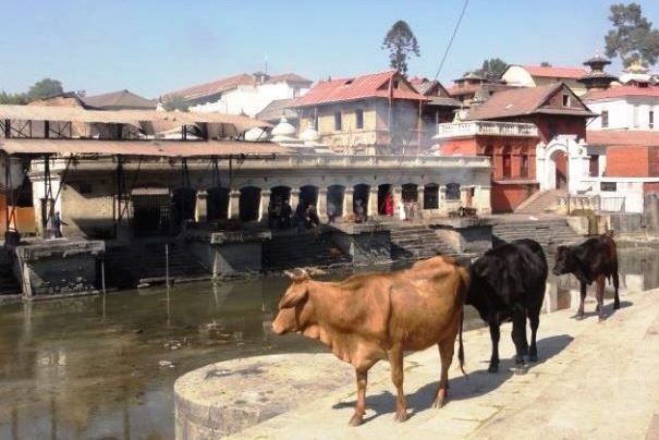 Święte krowy nad rzeką Bagmati przy Paśupatinath Święte krowy nad rzeką Bagmati przy Paśupatinath