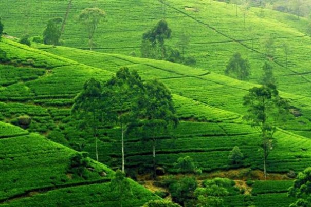 Plantacja herbaty w Sylhet
