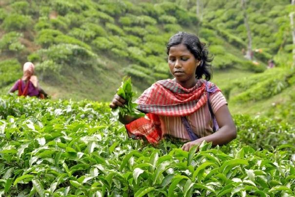 Na plantacji herbaty w Sylhet Na plantacji herbaty w Sylhet
