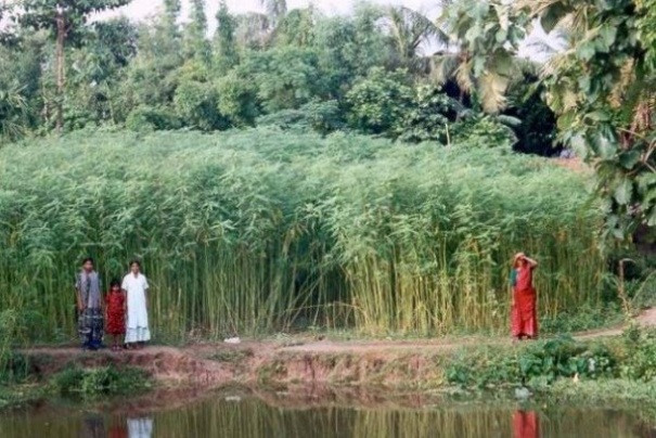 Pola uprawne niedaleko Barisal Pola uprawne niedaleko Barisal
