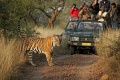 Safari w Parku Narodowym Ranthambore