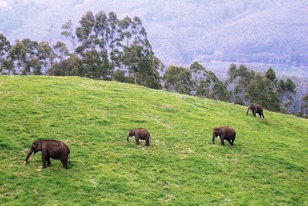 Słonie w Parku Narodowym Periyar