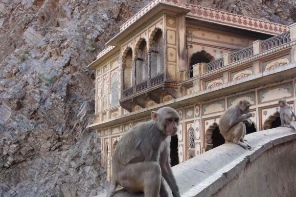 Małpy w swiątyni Galta Ji na obrzeżach Jaipuru