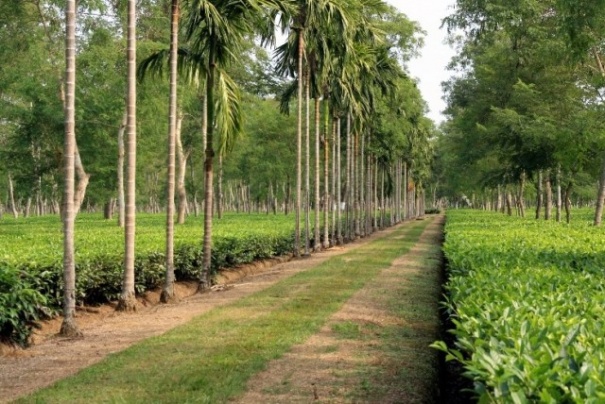 Dibrugarh Dibrugarh