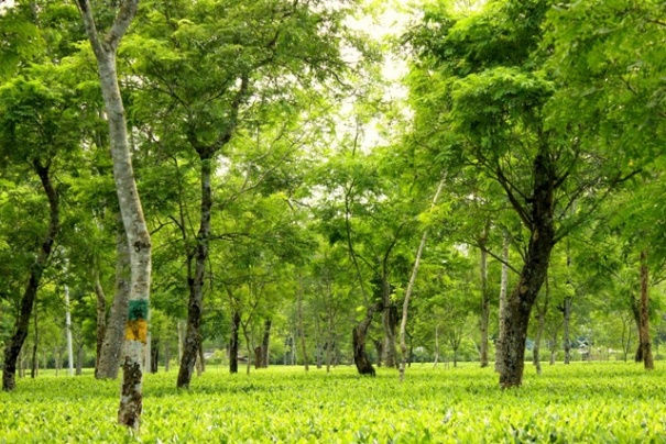 Assam plantacja herbaty Assam plantacja herbaty