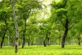 Assam plantacja herbaty