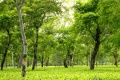 Assam plantacja herbaty Assam plantacja herbaty