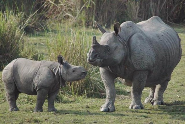 W Parku Narodowym Kaziranga