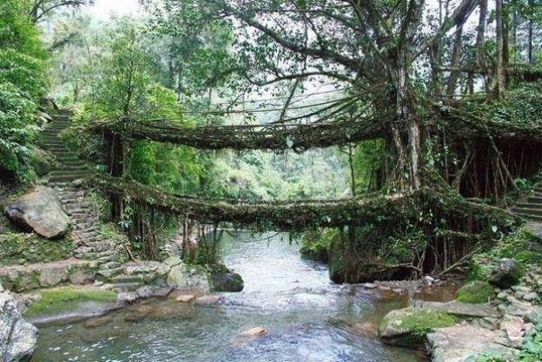 Most z zywych korzeni