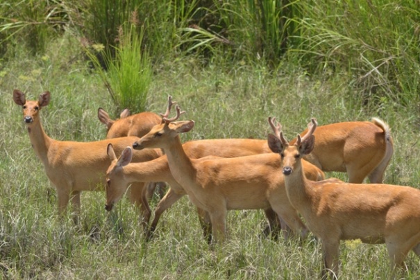 W Parku Narodowym Kaziranga