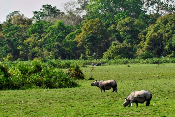 W Parku Narodowym Kaziranga