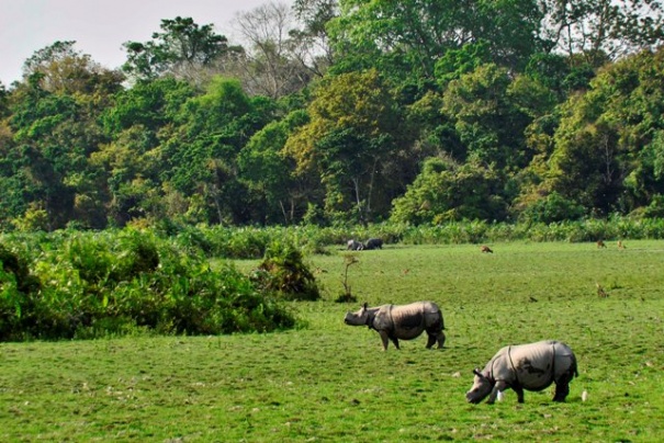 W Parku Narodowym Kaziranga W Parku Narodowym Kaziranga