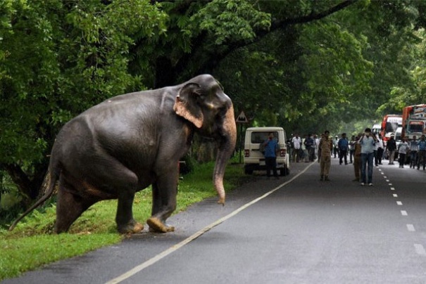 W Parku Narodowym Kaziranga