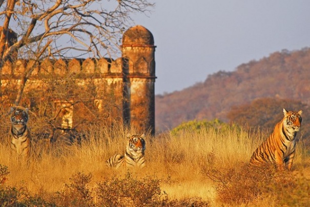 Ranthambore Ranthambore