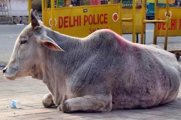 Na ulicach Delhi Na ulicach Delhi